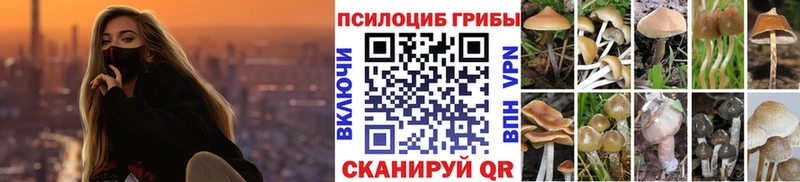 купить наркотики сайты  Бабушкин  Псилоцибиновые грибы Psilocybine cubensis 